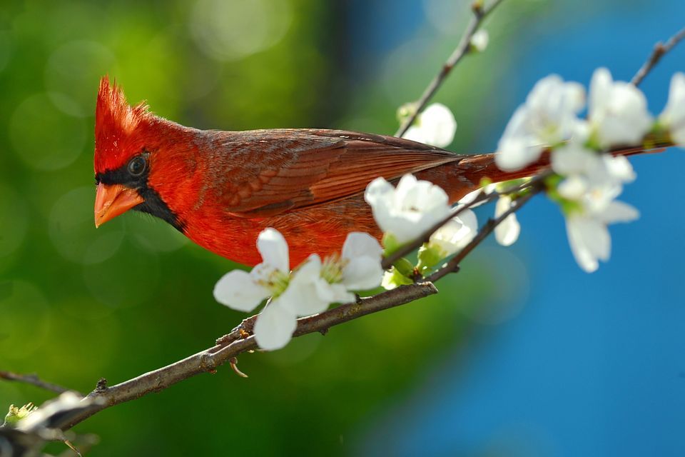 Red Bird